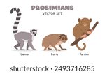 Prosimians vector illustration set. Prosimian species cartoon clipart set in flat style. Lemur, loris, tarsier flat vector design. Wild animals, primates concept