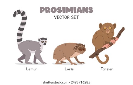 Prosimians vector illustration set. Prosimian species cartoon clipart set in flat style. Lemur, loris, tarsier flat vector design. Wild animals, primates concept