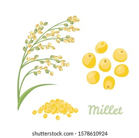 Proso millet isolated on white background. Cereal spike, yellow grains and heap of seeds. Vector illustration in cartoon simple flat style. Healthy gluten free food.