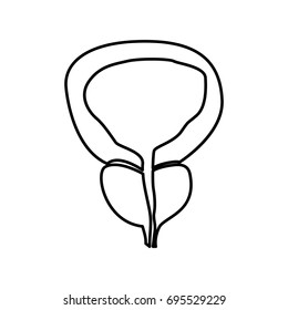 The prostate gland and bladder icon .