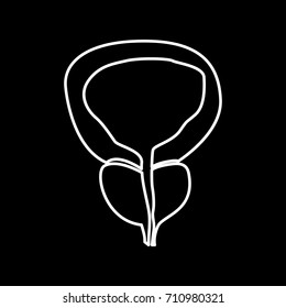 The prostate gland and bladder icon .