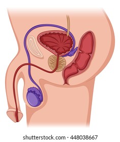 Prostate Gland In Male Human Illustration