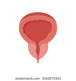 Prostate, Human Body Part Illustration