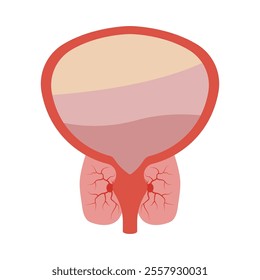 Prostatitis swelling and inflammation of prostate gland.Disease and pain in the human male body. Bladder anatomy concept. Medical flat vector illustration.