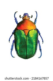 Protaetia cuprea. Ilustración del vector del escarabajo colorido. Error en el fondo blanco. Colección de entomología. Imagen de un insecto. Estilo acuarela. Imagen para tarjeta de felicitación, logotipo, decoración y diseño.