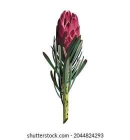 Protea cinaroides flower illustration. Suitable for posters, postcards, website design and interery.