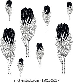 protea design element pattern texture background flower plant 