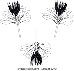 protea design element pattern texture background flower plant 