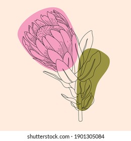 Protea exotic flower line drawing in modern style. Vector element illustration for invitation and card design. 