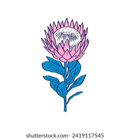 Protea flower black line art isolated on white background