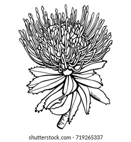 Protea Flower Black and White Hand-drawn Vector Illustration