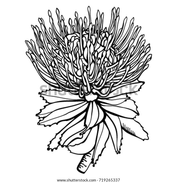 Protea Flower Black White Handdrawn Vector Stock Vector (royalty Free 