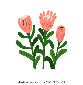 Protea flower blooms. Big showy African blossom with leaves, stems. Gorgeous beautiful floral plant with large giant buds, leaf. Botanical flat vector illustration isolated on white background