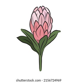 Flor protésica cerrada. Gran protea rosa tropical africana. Para tarjetas e invitaciones