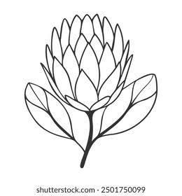 Protea flower contour black line art, stylized drawing isolated on white background.