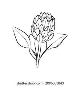Protea flower drawn by lines. Isolated bud on a branch. For invitations and valentine cards