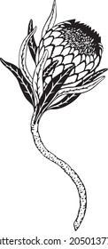 Protea flower graphic art. Poster for decor interior 