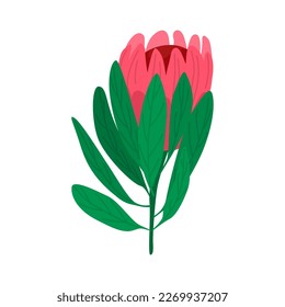 Protea flower with green leaves vector Illustration isolated on a white background.