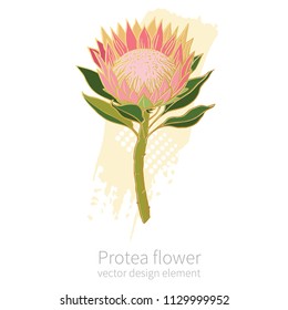 Protea flower. Hand drawn design element on white background.