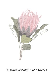 Protea flower hand drawn vector