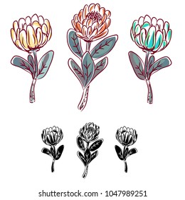 Protea flower isolated vector object. Hand drawn florals and silhouettes.