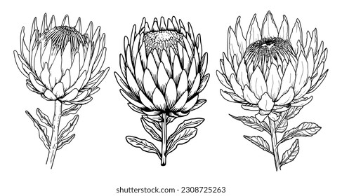 Protea flower with leaves line art. Black outline vector botanical set. Modern tropical floral illustration.