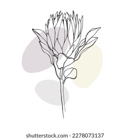 Protea flower line art drawing with color shapes on white background. Spring flowers bouquet. Outline vector illustration. 
