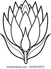 protea flower line art vector illustration