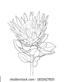 Protea flower pencil sketch Иллюстрация Stock  Adobe Stock