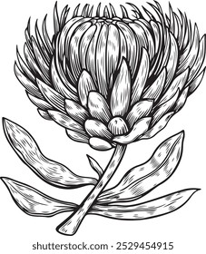 Protea flor desenho isolado no fundo branco.