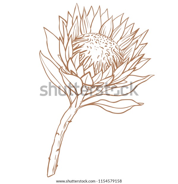 Protea Flower Line Drawing On White Stock Vector Royalty Free 1154579158