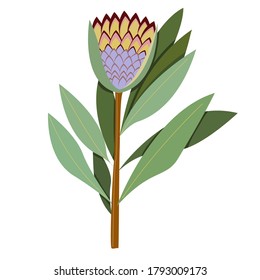 Flor protésica sobre fondo blanco. Hojas verdes. Ilustración botánica vintage. Decoración floral casera. Protea de moda, gran diseño para cualquier propósito. Decoración elegante Vector de elemento gráfico.