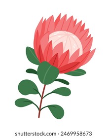 Protea flower on a white background.Tropical king flower protea in bloom. Design for printing greeting card, invitation, fabric, wrapping paper.Flat vector hand draw