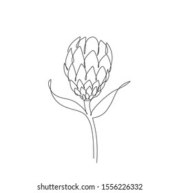 Premium Vector | Protea flower white black line logo sketch tattoo wedding