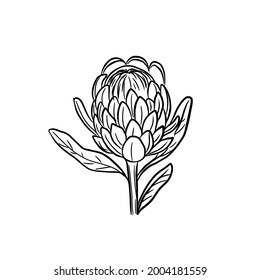 Protea flower in one line. Vector floral illustration. Fashion trend monochrome