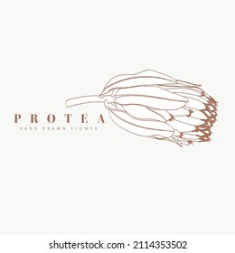 Protea Flower Signs or Logo Templates. Retro Floral Illustration with Classy Typography. Feminine Logo. Modern Logo Template for florist, photographer, fashion blogger, design studio.