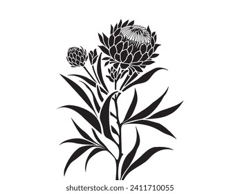 Protea flower silhouette isolated on white, Botanical drawing protea in the style of simplistic vector art