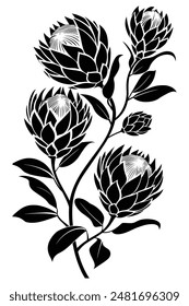 Protea flower silhouette with stem and leaves, isolated on a white background