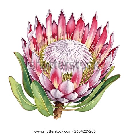 Protea flower stunning watercolor-style vector illustration in shades of pink, red, and white, surrounded by lush green leaves.
