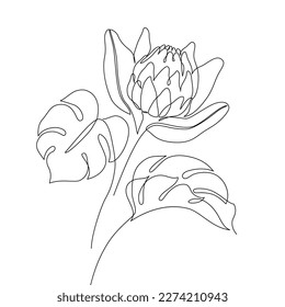Protea flower and tropical monstera leaf line drawing. Abstract botanical flower and leaves line art on white background. Minimal vector illustration in one continuous line style