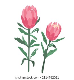 Protea flower vector illustration isolated on white background in modern simple style