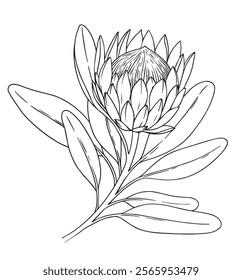 protea flower. vector illustration in sketch style. coloring book