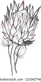 Protea flower vector illustration. Watercolor and lines vector illustration of protea flower.