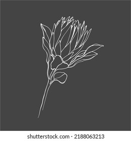 Protea flower vector isolated on a gray background. Exotic blooms of protea. 