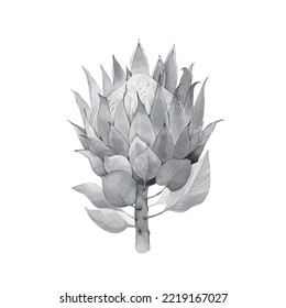 Protea flower white black line logo sketch tattoo wedding