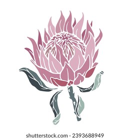 Protea flower.Decorative botanical element. Vector graphics.