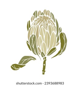 Protea flower.Decorative botanical element. Vector graphics.