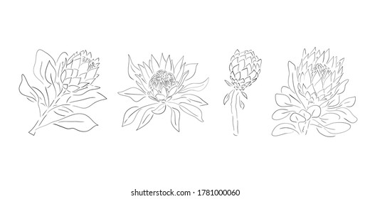 Protea flowers. Hand drawn line and sketch wedding herb, plant elegant leaves for invitation save the date card design. Botanical rustic trendy set illustration.