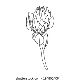 Protea flowers. Hand drawn line Single Stem and Bloom with Leaves, Flower Petals And sketch wedding herb, plant elegant leaves for invitation. Botanical rustic trendy illustration.