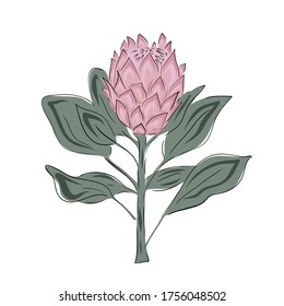 Protea flowers. Hand drawn and sketch wedding herb, plant elegant leaves for invitation save the date card design. Botanical rustic trendy greenery vector pink and green set illustration.